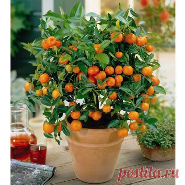 Как вырастить апельсиновое дерево из косточки. | Хитрости Жизни
