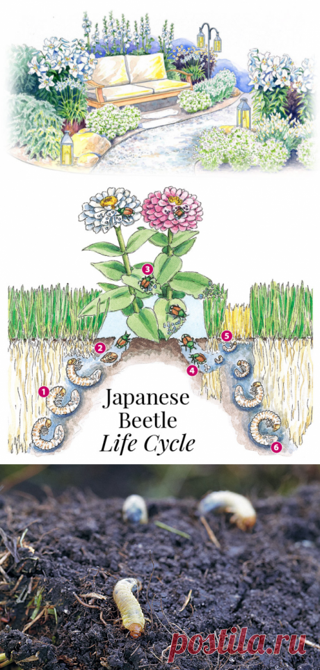 Your guide to Japanese beetles | Garden Gate Magazine