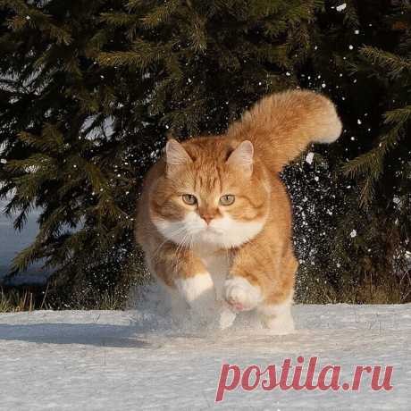 Рыжий котяра из России очаровывает соцсети