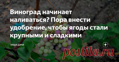 Виноград начинает наливаться? Пора внести удобрение, чтобы ягоды стали крупными и сладкими Виноград уже давно перестал быть экзотикой в российских садах и огородах. Селекционеры предлагают потребителям широких ряд прекрасных районированных сортов, которые успевают вызреть за относительно короткое лето средних и даже северных широт России, и неплохо переносят зимние холода. А еще новые сорта, предназначенные для выращивания в регионах, где традиционно виноградом не занимают...