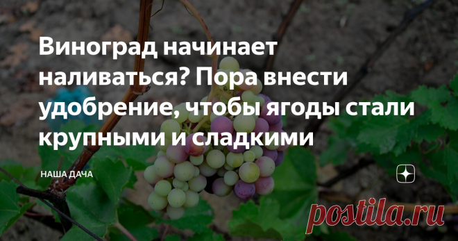 Виноград начинает наливаться? Пора внести удобрение, чтобы ягоды стали крупными и сладкими Виноград уже давно перестал быть экзотикой в российских садах и огородах. Селекционеры предлагают потребителям широких ряд прекрасных районированных сортов, которые успевают вызреть за относительно короткое лето средних и даже северных широт России, и неплохо переносят зимние холода. А еще новые сорта, предназначенные для выращивания в регионах, где традиционно виноградом не занимают...