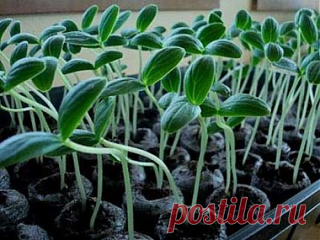 Как правильно вырастить рассаду.