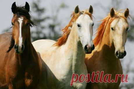 Cavalo Lusitano, um dos mais belos do mundo | ncultura