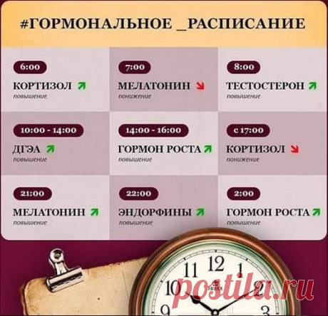 Гормональное расписание