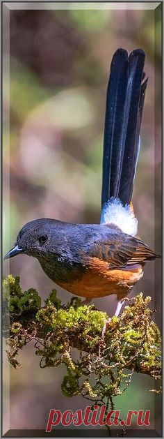 White rumped Shama - The white-rumped shama (Copsychus malabaricus) is a small passerine bird of the family Muscicapidae. Native to densely vegetated habitats in the Indian subcontinent and Southeast Asia, its popularity as a cage-bird and songster #photo by Paul Vincent Prabhakar