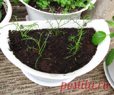 Брахикома - выращивание из семян: сроки посадки и какой способ лучше в домашних условиях, популярные сорта
