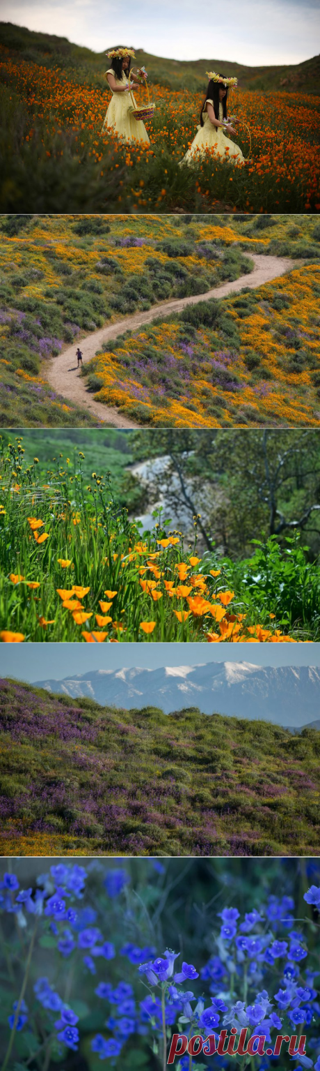 Весна в Калифорнии / Туристический спутник