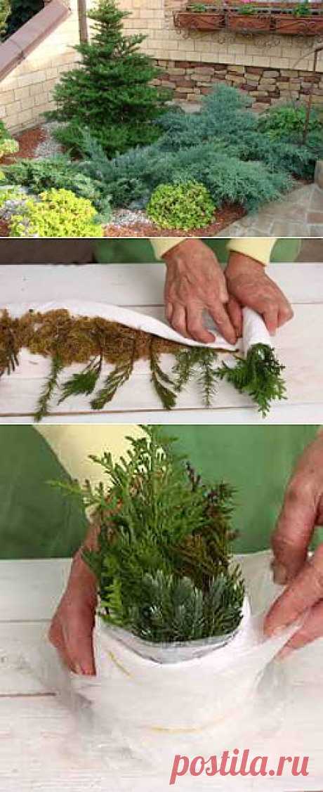 Как размножать хвойные растения черенками | Дача - впрок