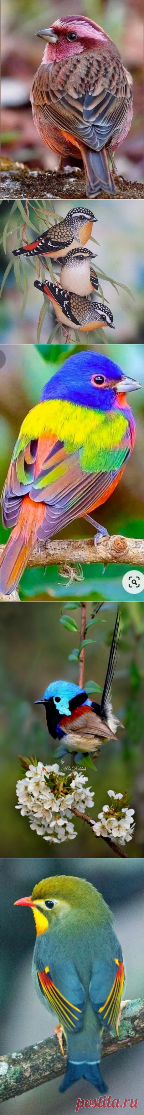 (232) Pinterest