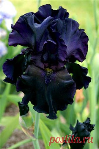 Flickr Finds: Familiar Flowers in Black