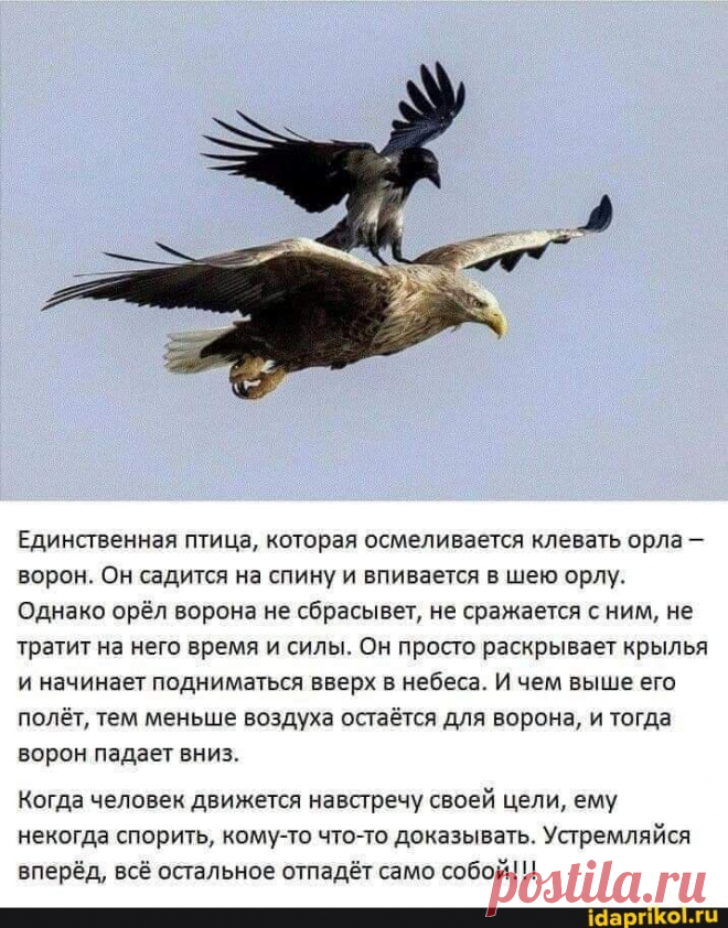 Единственная птица, которая осмеливается клевать орла - ворон. Он садится на спину и впивается в шею орлу. Однако орёл ворона не сбрасывет, не сражается с ним, не тратит на него время и силы. Он просто раскрывает крылья и начинает подниматься вверх в небеса. И чем выше его полёт, тем меньше воздуха остаётся для ворона, и тогда ворон падает вниз. Когда человек движется навстречу своей цели, ему некогда спорить, кому-то что-то доказывать. Устремляйся вперёд, всё остальное отпадёт само собой!!! -