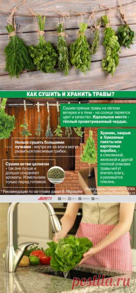 Пряные травы. От чего нас спасут мята, петрушка и прочая зелень? | Продукты и напитки | Кухня | Аргументы и Факты