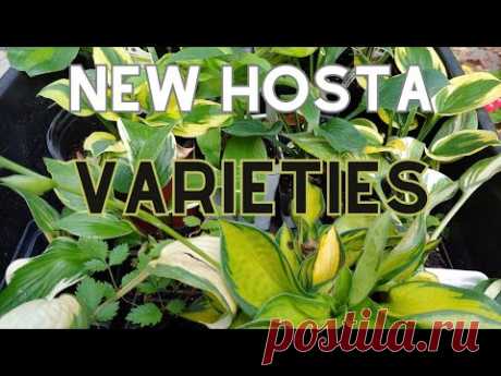 Planting New Hosta Varieties: Tips To Planting Your New Hostas 🍃🌿