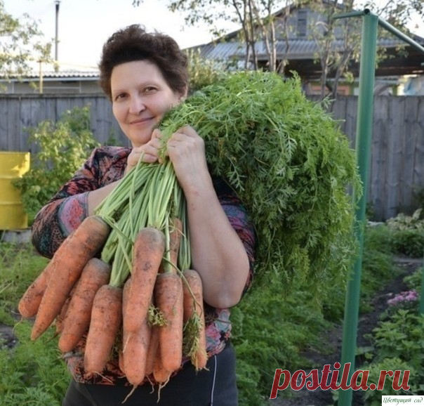 Я мopковь сею следующим обpaзом.