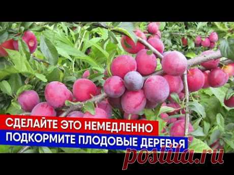 Сделайте это немедленно - подкормка деревьев осенью