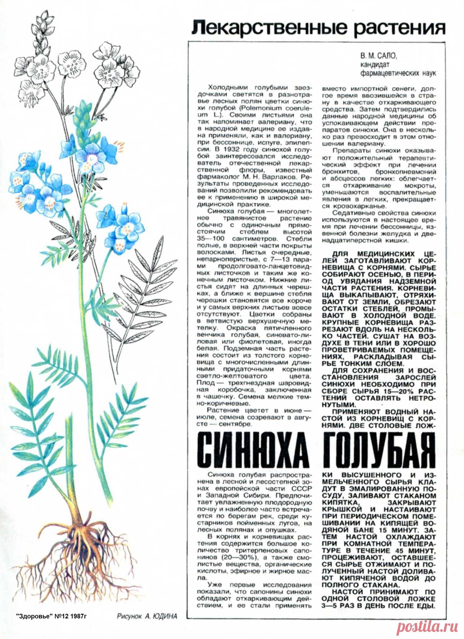 Синюха голубая
