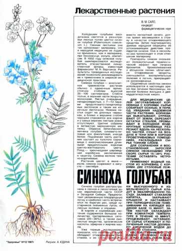 Синюха голубая