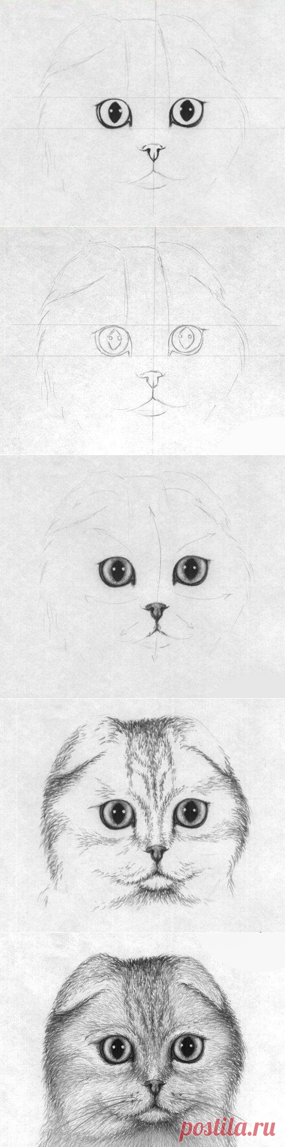 Вислоухий кот карандашом
