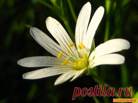 Весенние цветы (фото) » RadioNetPlus.ru развлекательный портал