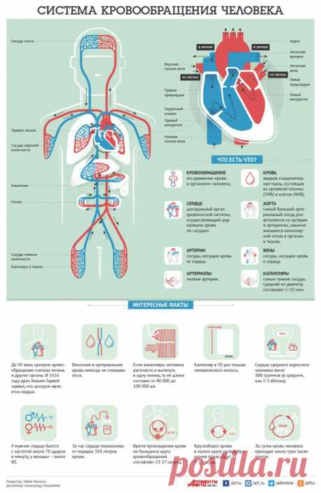 Как устроена система кровообращения человека? Инфографика | Полезные инструкции от aif.ru