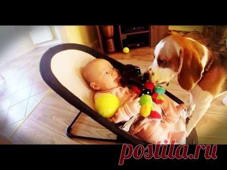 Мой Ребенок: Совестливый пес украл у малыша игрушку, а потом сполна загладил свою вину (видео) - Грудничок | moy-rebenok.ru