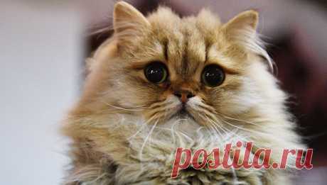 Ученые выяснили, как кошки на самом деле относятся к людям 
Американские ученые из Государственного университета Орегона выяснили, что большинство кошек предпочитают общение с человеком другим видам деятельности, в том числе приему пищи, сообщает издание Beha…