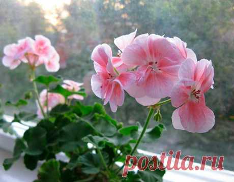 Комнатное растение Пеларгония (Pelargonium). Народное название - &quot;комнатная герань&quot;, научное - происходит от греческого слова pelagros - &quot;аист&quot; и намекает на вытянутую форму плодов, напоминающих длинный клюв птицы. Пеларгонии - растения неприхотливые и легко размножаются стеблевыми черенками, за пеларгониями несложно ухаживать. Пересаживают пеларгонии обычно весной и только в случае необходимости.