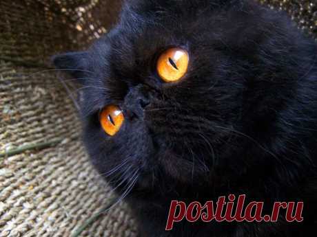 black persian cat Funny Cat Wallpapers
