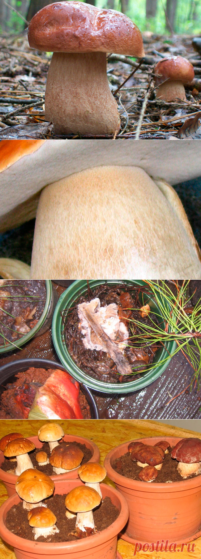 Выращивание белых грибов в подвале, теплице или других искусственных условиях — AgroFlora.ru
