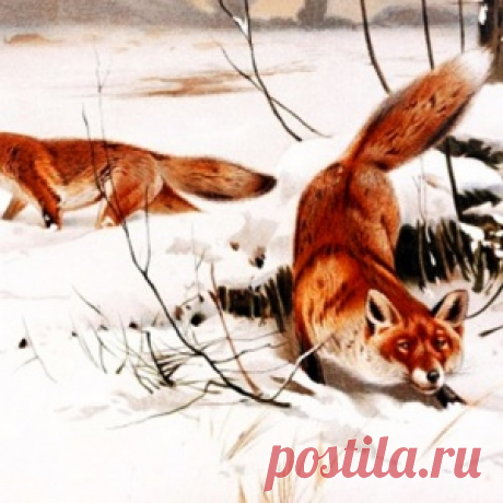 И не петух вовсе - МирТесен