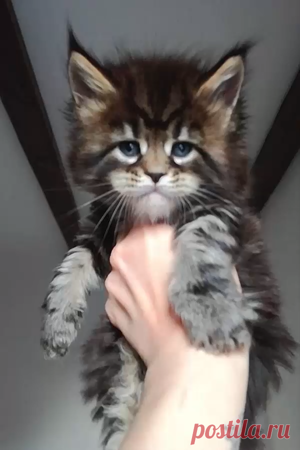 Cute Maine Coon Cats playing and exploring 😻 #mainecoon #cats #kittens #pets #cat