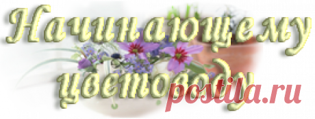 Цветок спатифиллум. Уход. Пересадка. Размножение. | Начинающему цветоводу