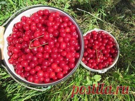 #СадоводствоЦветоводствоАрки

 Чем подкармливать вишню?
Подкормка весной - зола, по литровой банке, по влажной почве, по периметру кроны, 1 столовая ложка мочевины и 2 столовые ложки бесхлорного калия (при подкормке хлористым калием сбросит листья) на 10 л воды (не менее 3 - 4 ведер на растение). Можно заменить калийной селитрой (2 столовые ложки). Во время интенсивного роста завязей следует опрыскать по листьям раствором микроэлементов. Кроме того, нужна еще одна литровая...