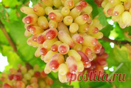 Сорт винограда Маникюр фингер: фото, отзывы, описание, характеристики.