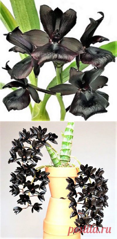 Orquídea Negra Monnierara Millennium Magic 'Witchcraft' FCC/AOS - COR NEGRA  NATURAL MUITO RARA - Jardim Exótico - O maior port | Flores | Постила