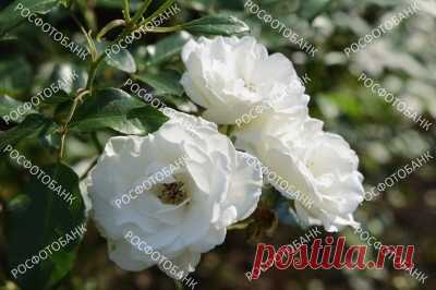 Три белые розы крупным планом в саду Три белые розы цветут на фоне зеленых листьев летом в саду.