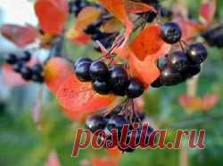 Арония черноплодная - арония черноплодная, черноплодная рябина, ягоды