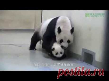 ▶ Мама панда укладывает спать сына - YouTube