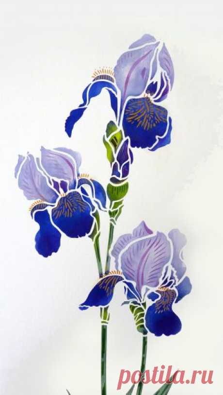 Beautiful Iris flower stencil. 2 sheet designer stencil Iris Stencil 1 is a beautiful and elegant Iris Stencil based on Henny's detailed Bearded Iris drawings. This beautiful flower stencil is ideal for modern floral and botanical home decorating.  Great for panels, furniture, soft furnishings and more. Easy to use stencil in two layers with shapely petals and detailed stamens and flower vein markings.  See size specifications below.