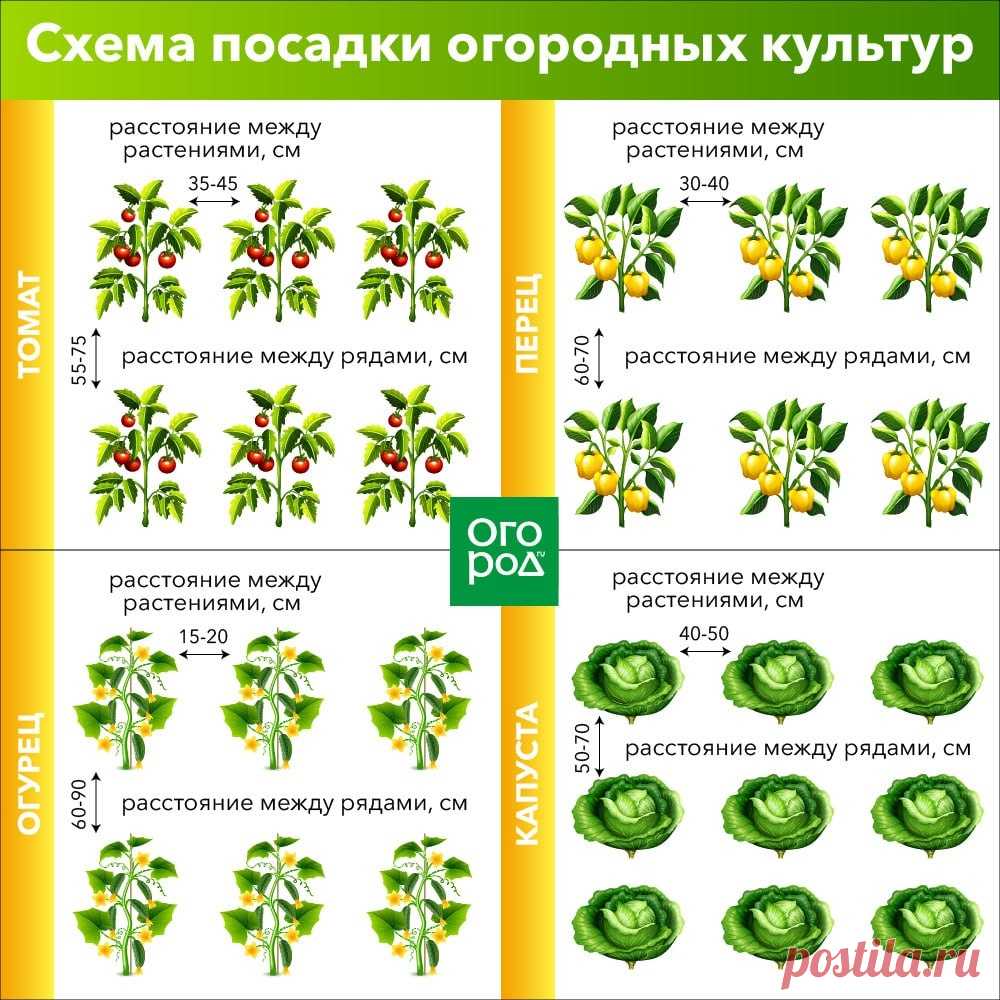 Схема посадки огородных культур
