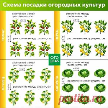 Схема посадки огородных культур