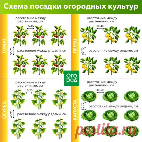Схема посадки огородных культур