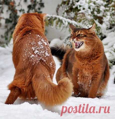 На тропе войны.
