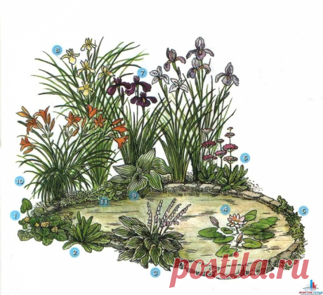 Декорирование прудов растениями: учитываем сроки цветения, особенности произрастания, цветовую гамму
