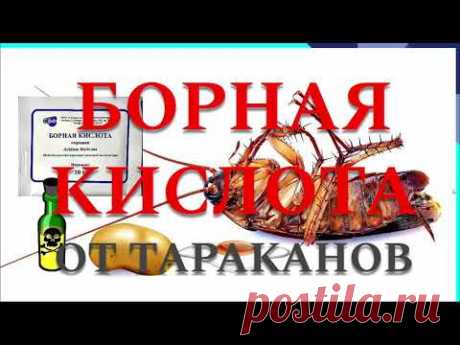 БОРНАЯ КИСЛОТА ОТ ТАРАКАНОВ