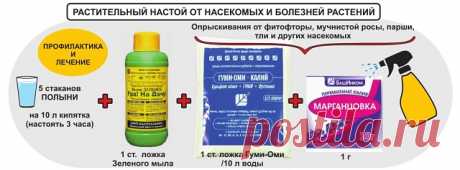 Родная полынь - защитница.

Полезные свойства, защита от листогрызущих, блошек, блох, клещей, а также различных паразитов и грызунов. Рецепты отваров.