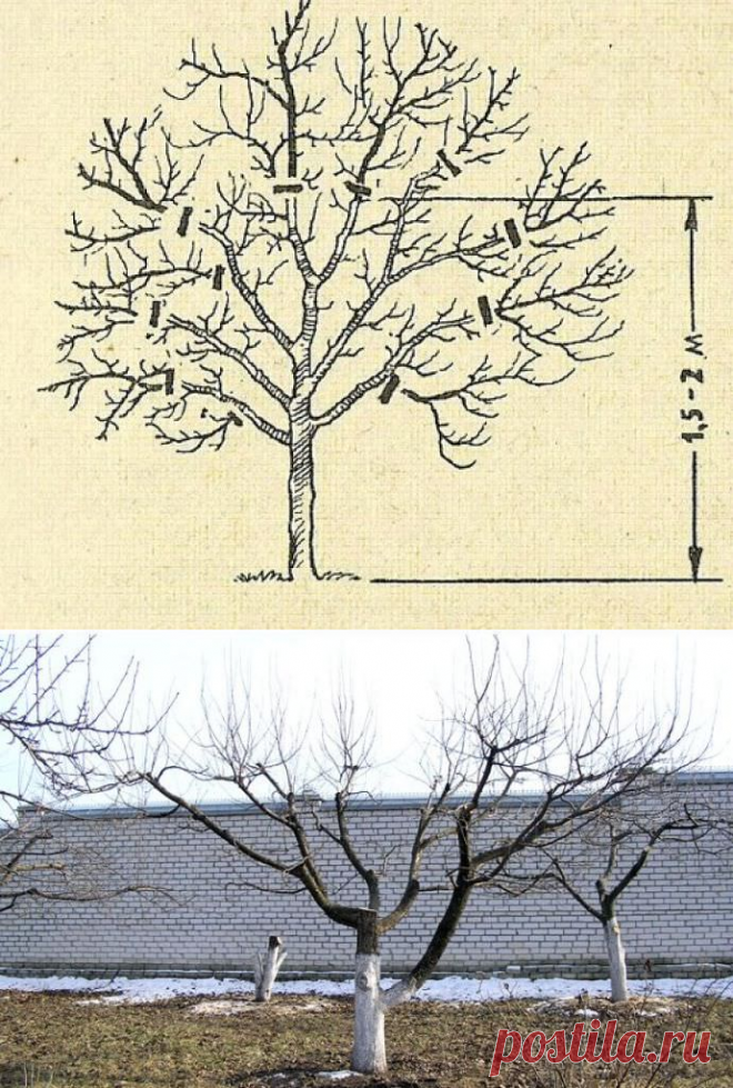 Подрезка яблонь весной схема. Схема обрезки плодовых деревьев осенью. Формировка кроны яблони осенью. Формировка кроны яблони. Как обрезать старые деревья