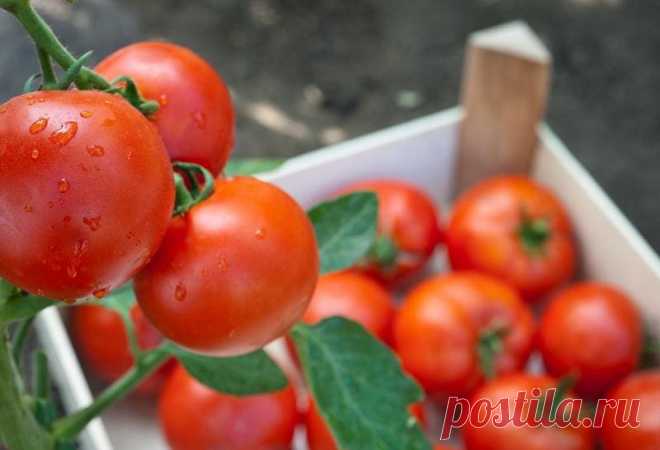 Как сохранить помидоры свежими на зиму в банке? 2 простых рецепта