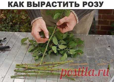 Как вырастить розу из черенка
