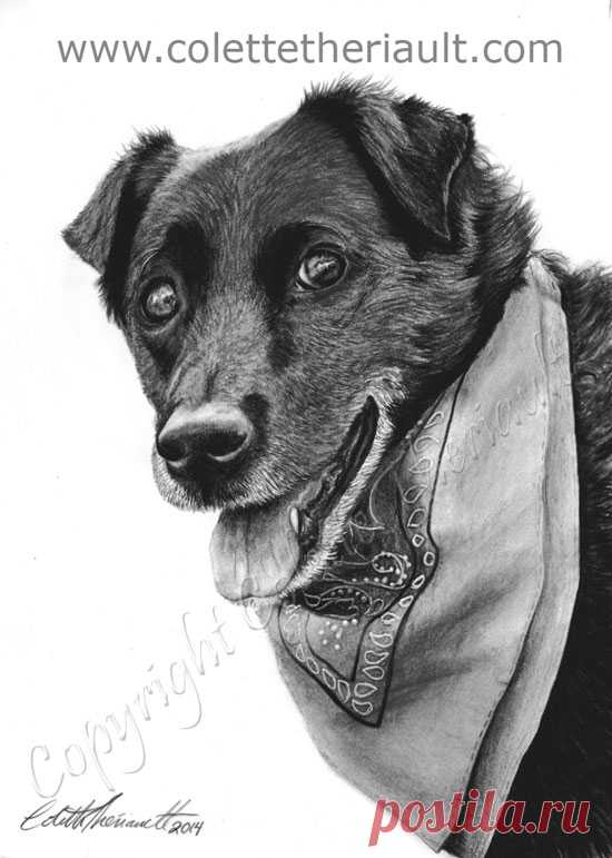 Черный лабрадор, портретный рисунок с использованием угольных и графитных карандашей. Картины собак и других животных-компаньонов по заказу отмеченной наградами художницы Колетт Терио.